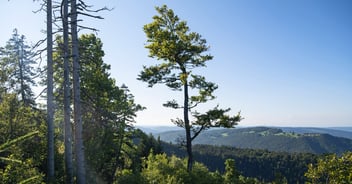 einzelner Baum Bettlachstock 